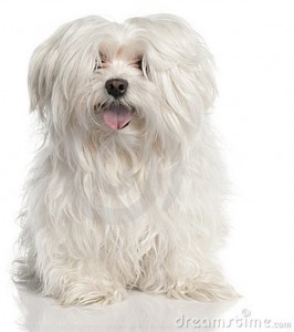 cane