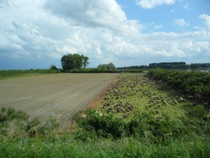 Un gregge proveniente da chissà quali monti ha svernato in una golena del Po. Un’immagine bucolica che non si vedeva da decenni.