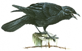 cornacchia1