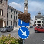 6 alveare