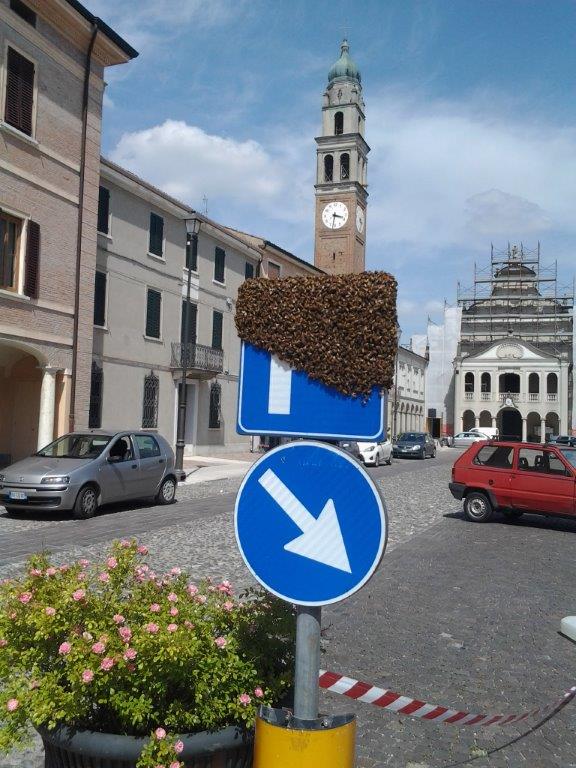 6 alveare