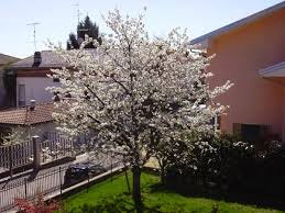 primavera_01