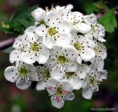 primavera_02