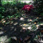 SAM_0409